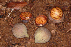 Poeciloneuron indicum